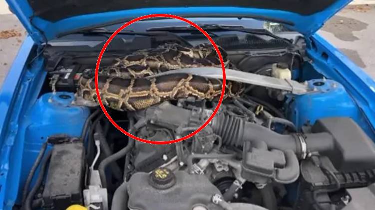 10 Foot Python in car horrific video