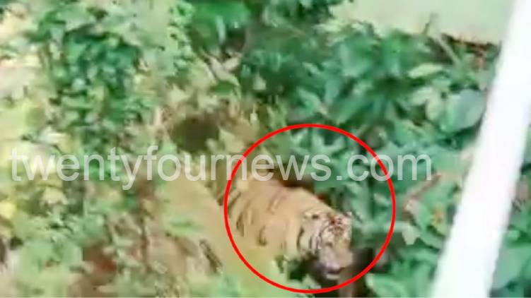 Tiger and tiger cubs in a populated area in Wayanad