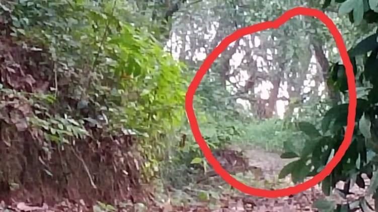 tiger found neyyar