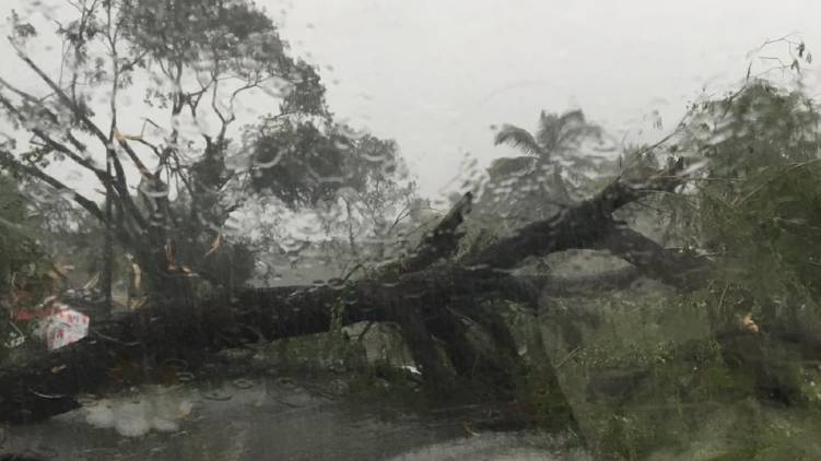 rain tree fall down