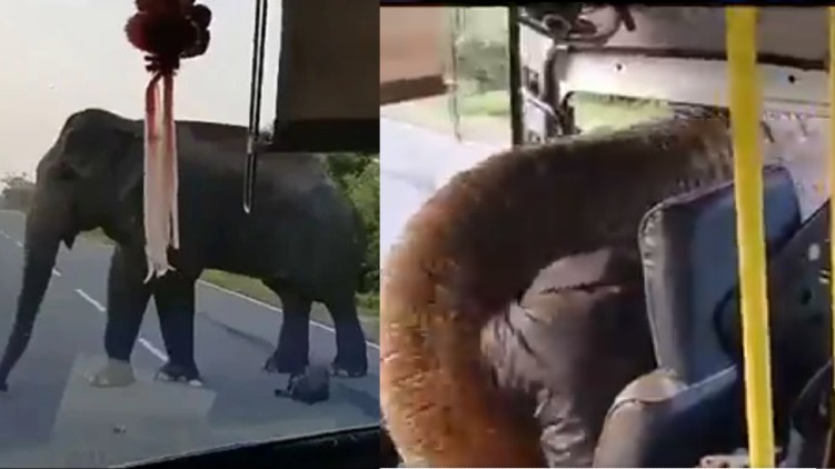 Elephant Bus Steal Bananas