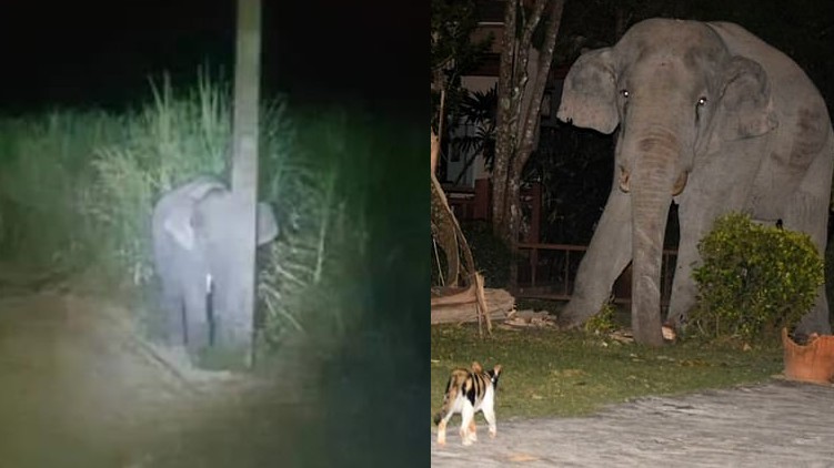 elephant hide light sugarcane