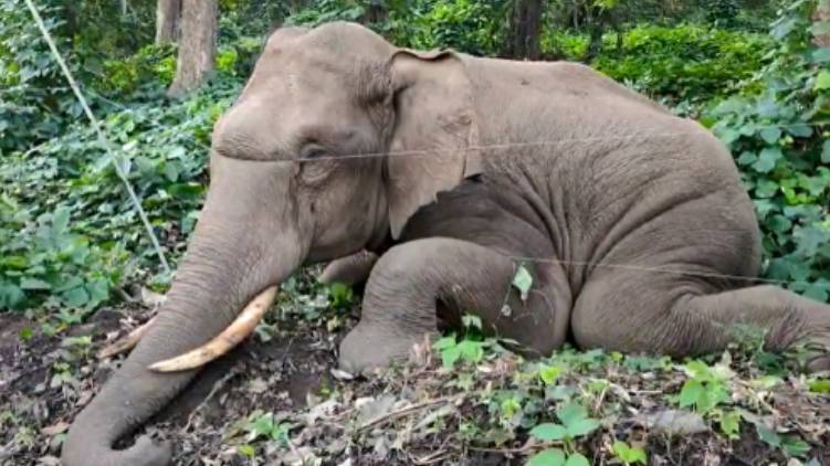wild elephant, dead. Thrissur