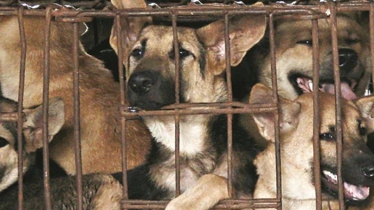 Dog Meat Sold Nagaland