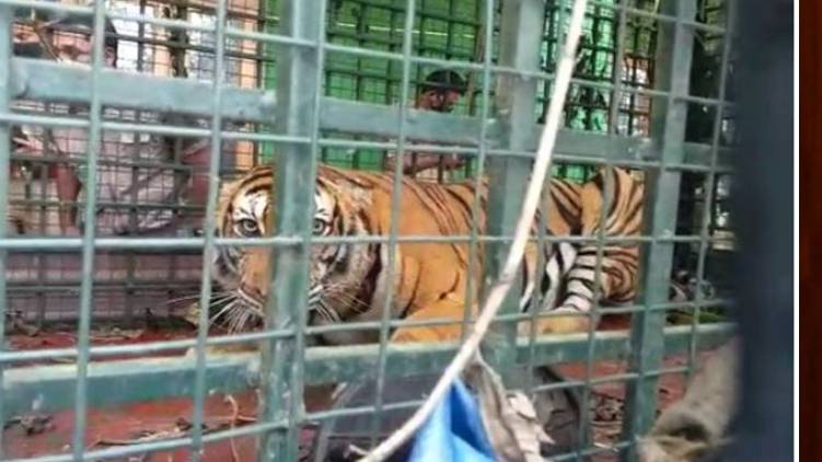 Tiger escape incident: Investigation report says no sabotage
