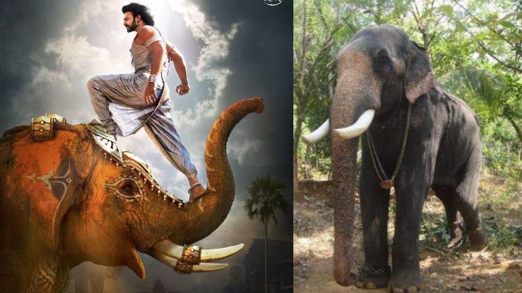 kalidasan elephant