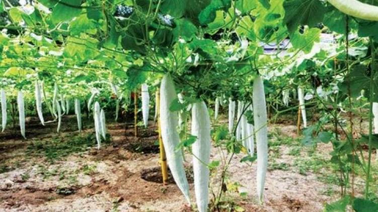 covid; Student friendly home farming scheme