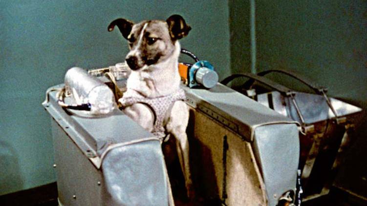 laika space dog