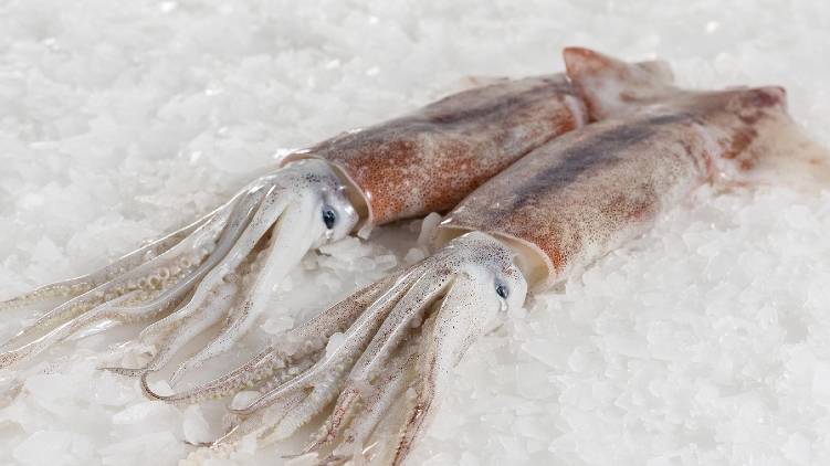 coronavirus in cuttlefish