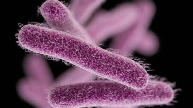 shigella bacteria
