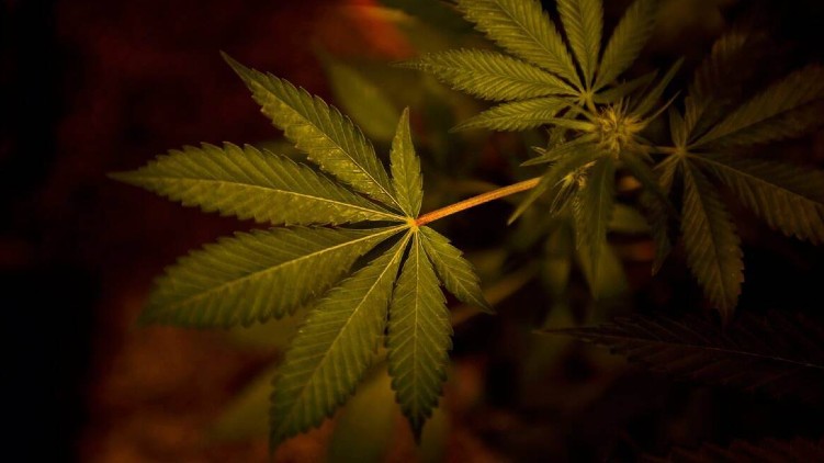 UN cannabis dangerous narcotic