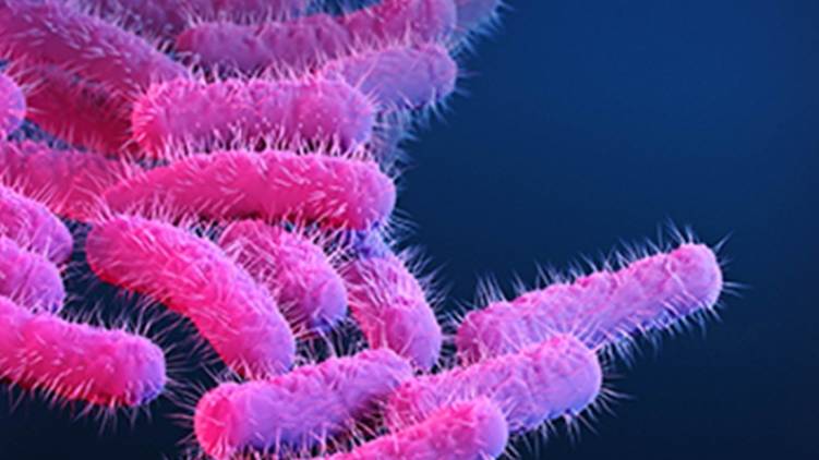 Shigella disease under control; DMO