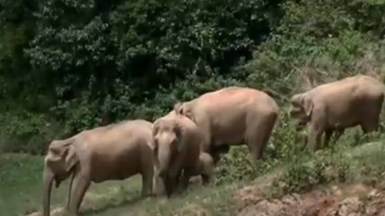 wild elephant