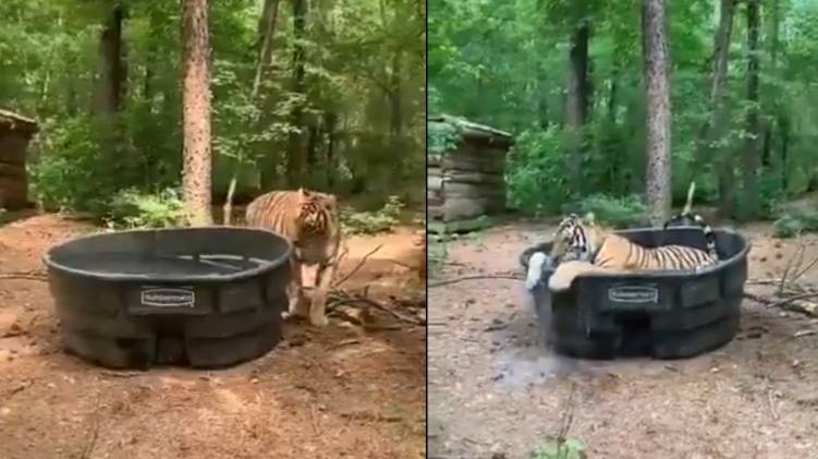 tiger video