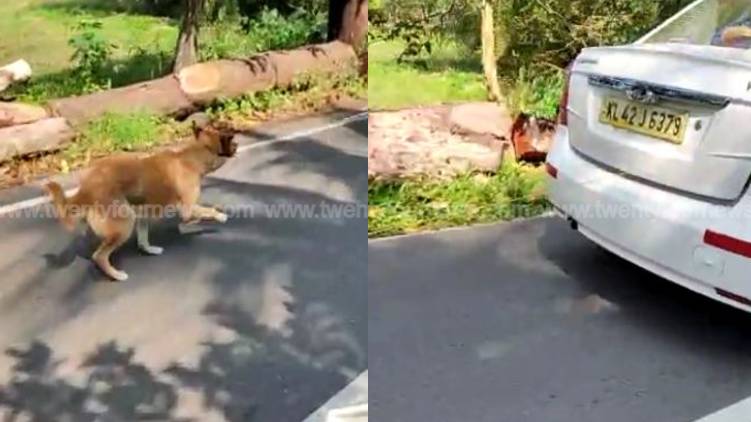 driver who dragged dog identified