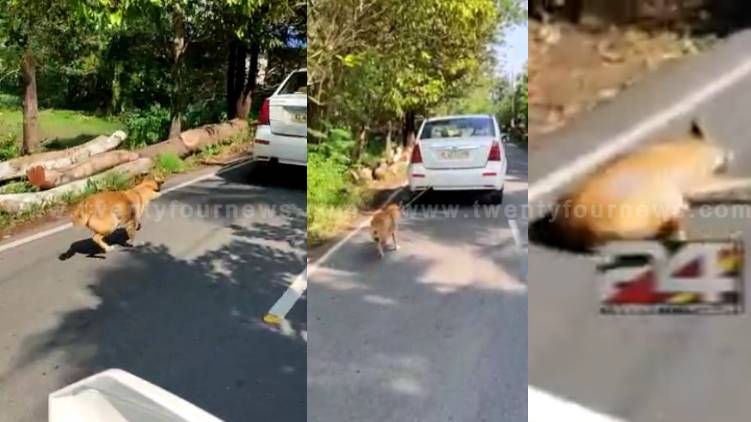 paravur dog dragged behind running car