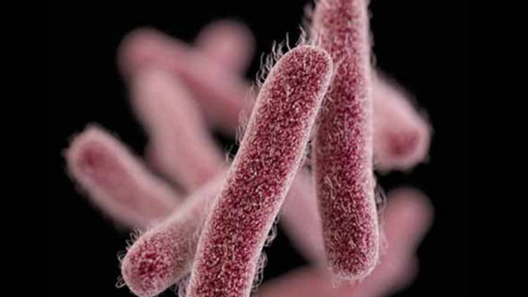 shigella confirmed in kozhikode