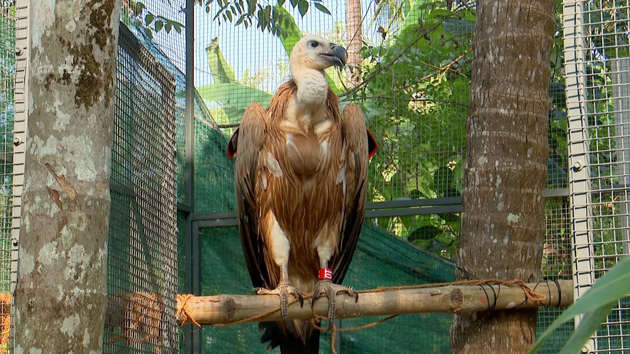 rare eagle found in kerala