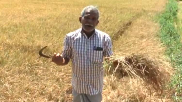 thrissur chelakkara paddy fields