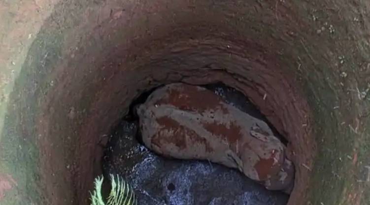 elephant rescued from the well fell exhausted