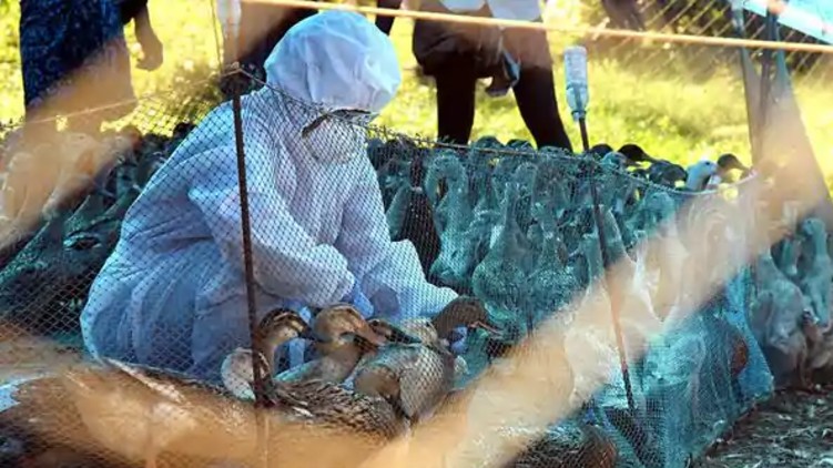 Bird flu meat eggs