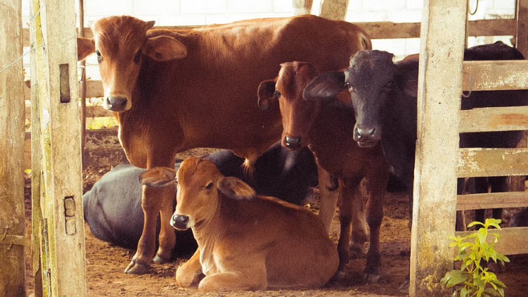 National Exam Cows syllabus
