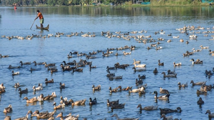 bird flu compensation inadequate