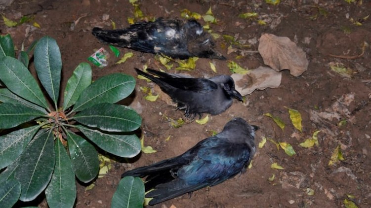 Crows dead Delhi flu