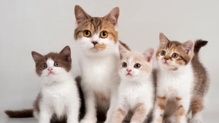 deaths cats virus disease