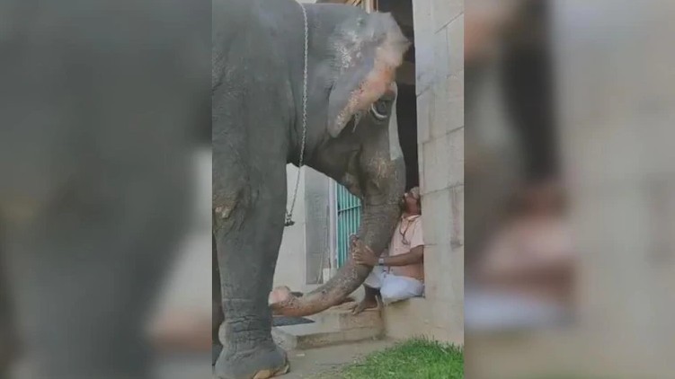 elephant complaining mahout viral