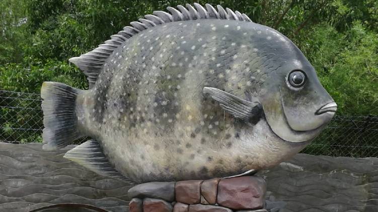 pachavadi fish aquarium