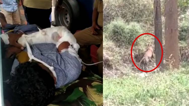 tiger attack kolavalli wayanad