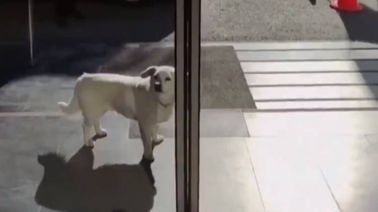 dog waited for owner in hospital