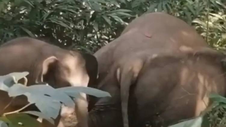 kallar elephant death