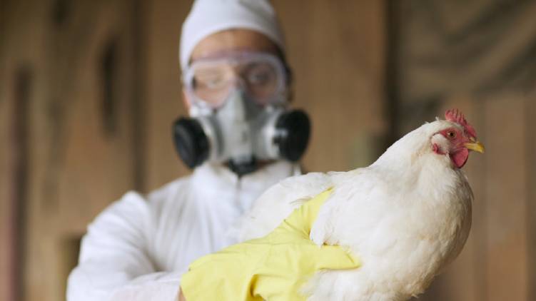 bird flu confirmed in 7 states of kerala