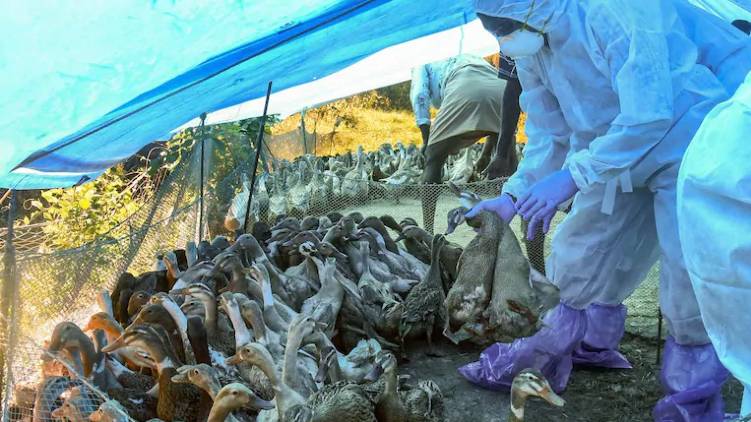 bird flu wont spread to humans says minister
