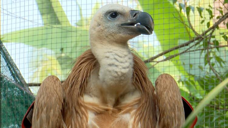rare eagle found in kerala