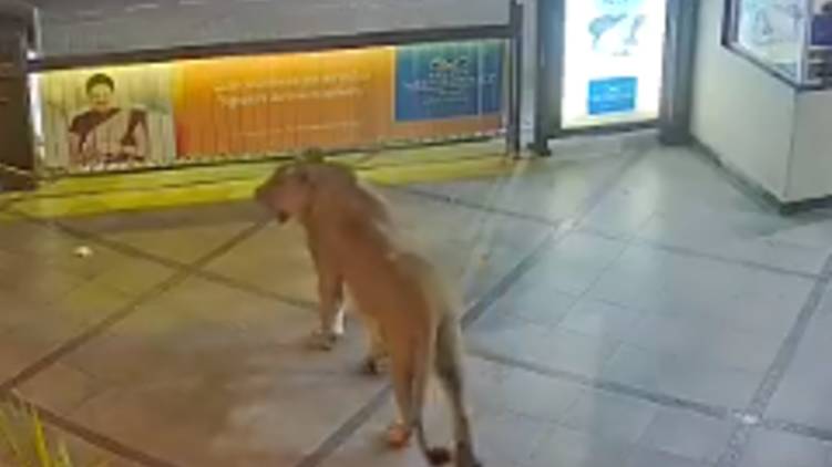 lion at hotel