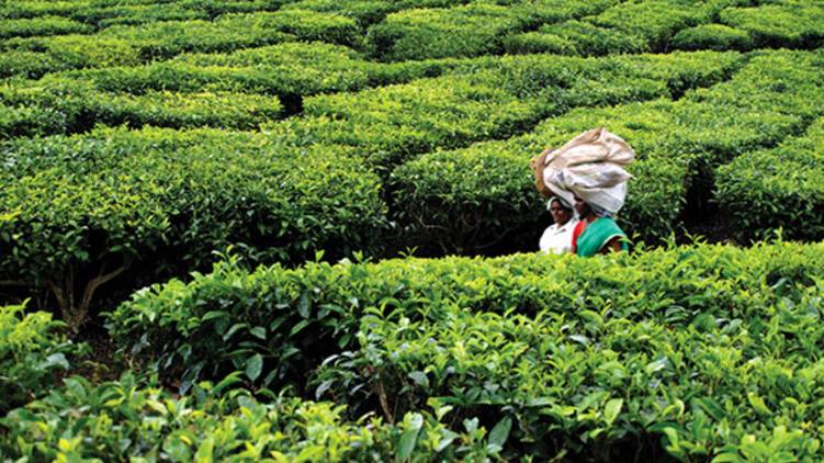 tea estate