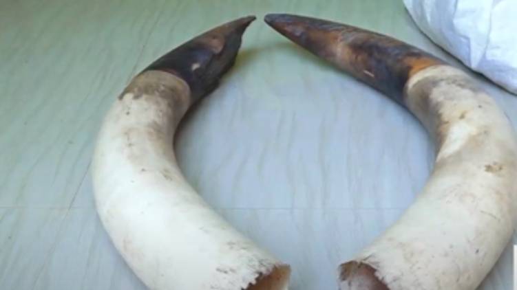 elephant tusk