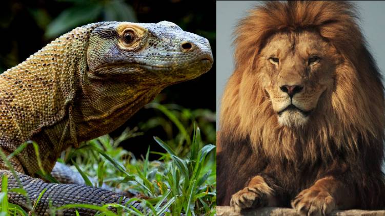 ambani plans worlds biggest zoo