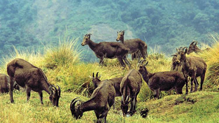 munnar eravikulam national park closed
