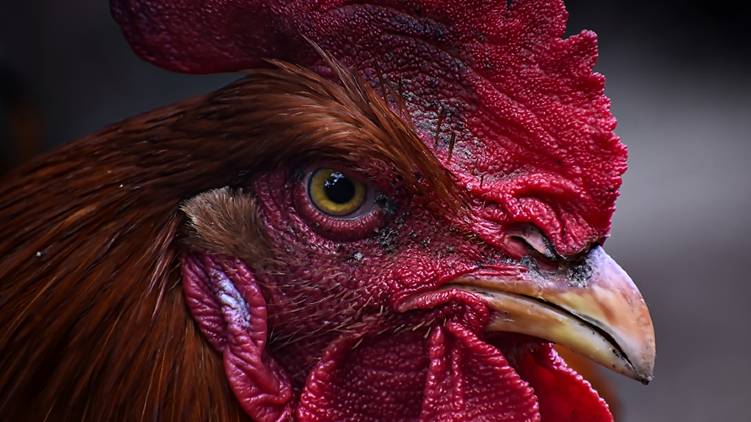 rooster killed owner during cockfight murderer in custody