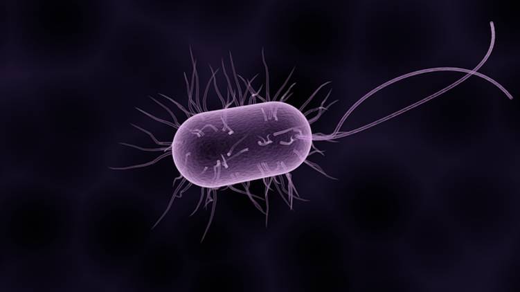 shigella confirmed in attappady
