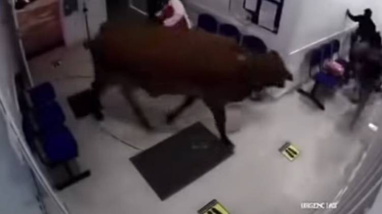 violent cow enters hospital video