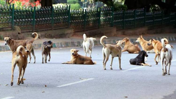 7 children attacked by stray dog