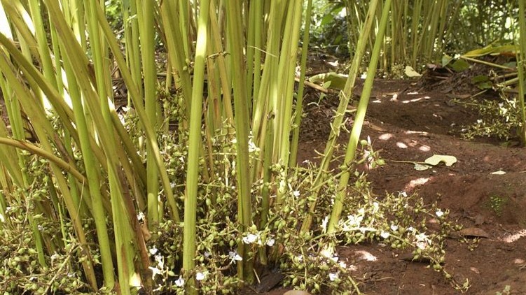 cardamom cultivation Idukki drying
