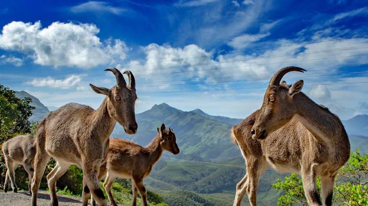 neelagiri tahr