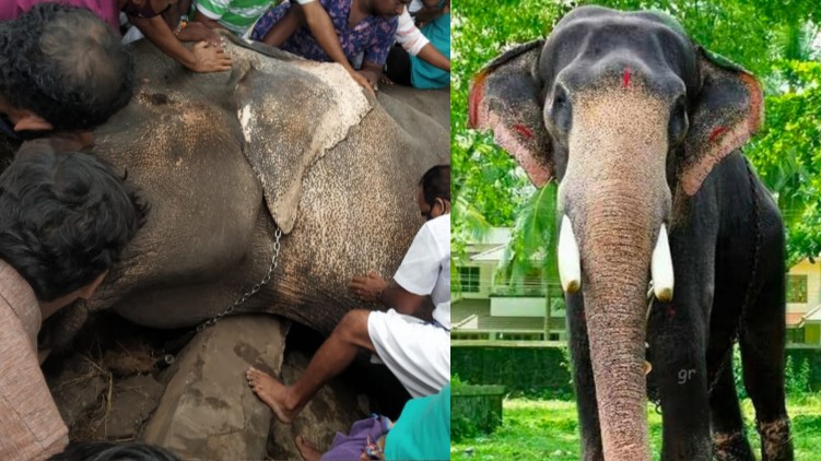 Elephant Ambalappuzha Vijayakrishnan died