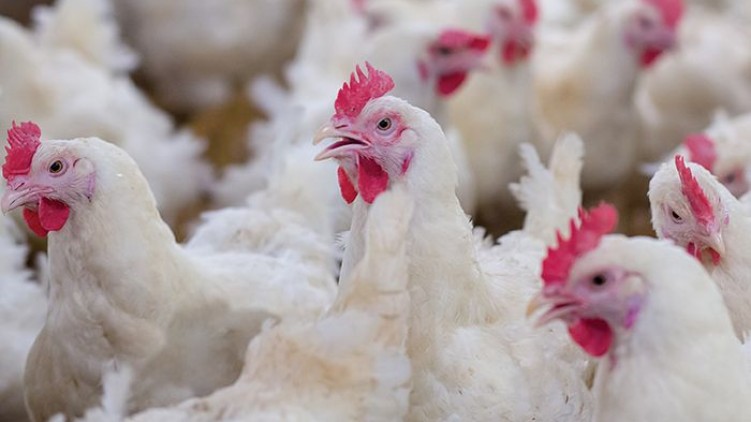 Poultry prices rising kerala
